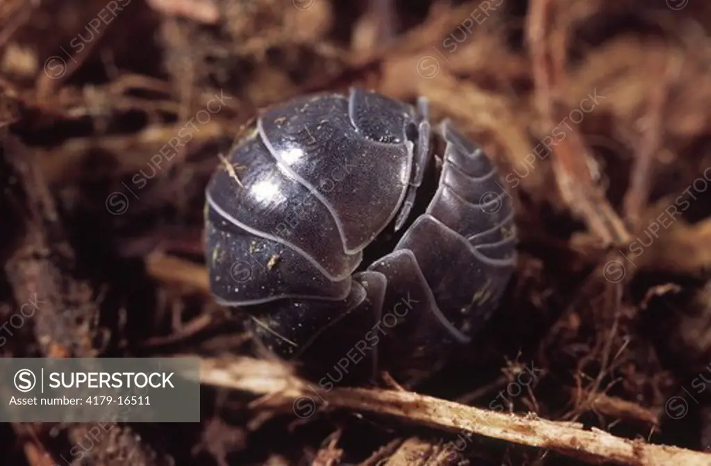 Pill Bug - rolled up in defensive position (Armadillidium vulgare) Ithaca, NY
