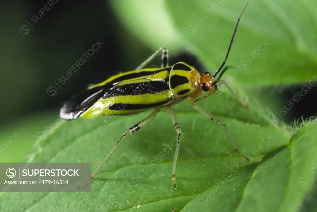 Four lined plant bug adult on mint plant Poecilocapsus lineatus  Ithaca, NY