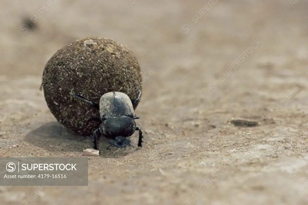 Dung beetle (Scarabaeidae) rolling dung, Serengeti National Park, Tanzania