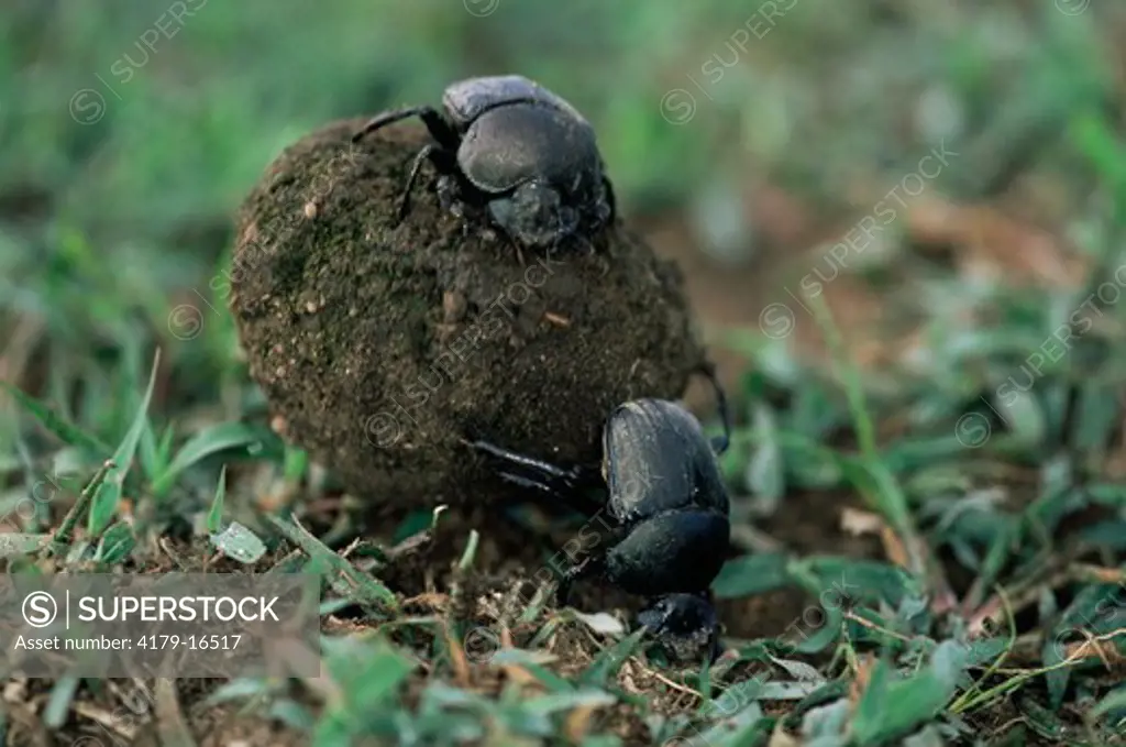 Dung beetles (Scarabaeidae) or scarab beetles rolling ball of dung.  Serengeti National Park, Tanzania.