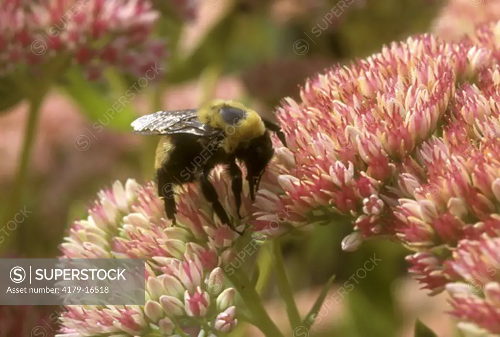 Bumblebee on organic Sedum Blossom, Here & Now Flowers, Salem Creek, OR