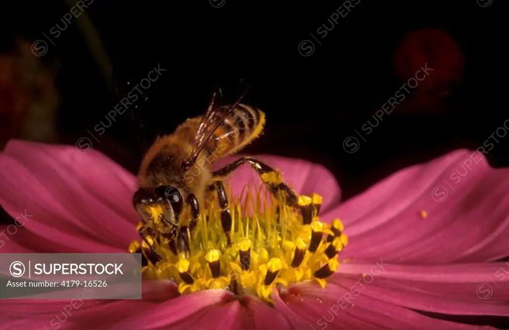 African Honey Bee - RSA (Apis mellifera adansonii) Collecting Pollen/Cosmos