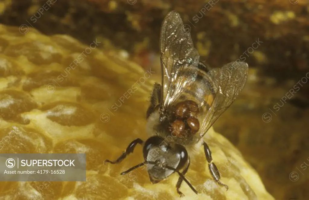 African Honey Bee, Killerbee (Apis mellifera adansonii) on Comb, Mites on Back, RSA