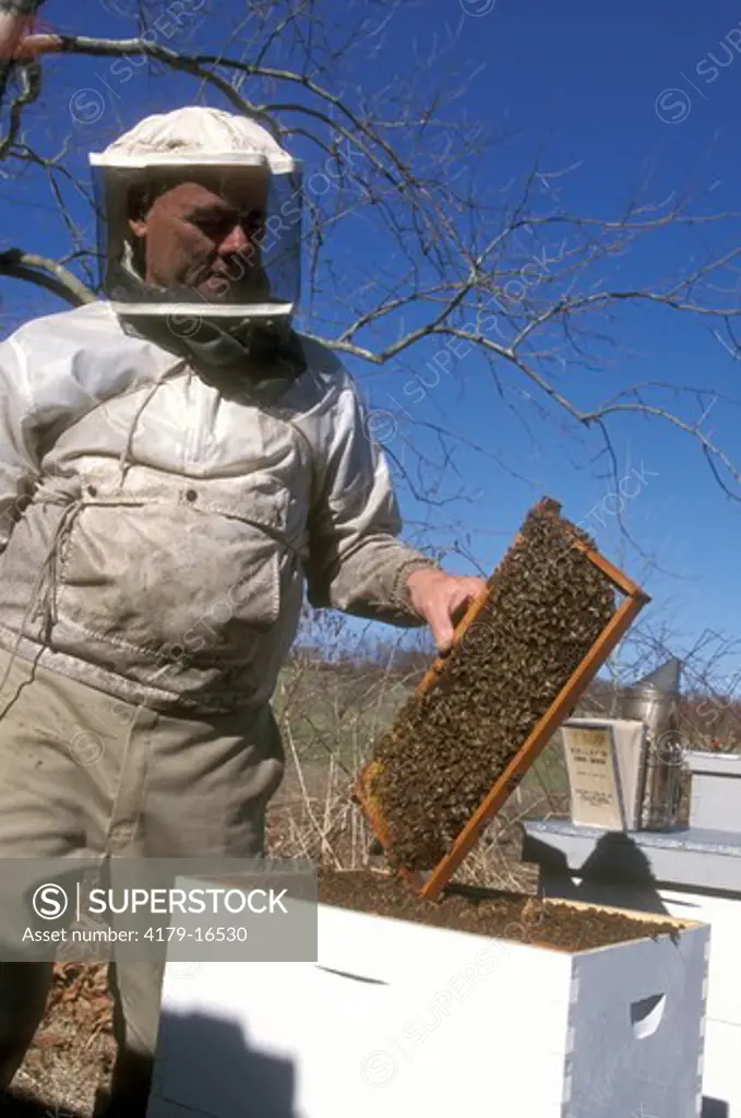 Beekeeper in Bee Suit with Frame from Hive - NJ (Apis mellifera)