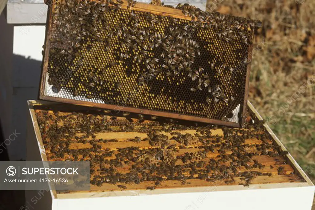 Honey Bees (Apis melifera) on comb lifted from hive. Howell Farm, NJ
