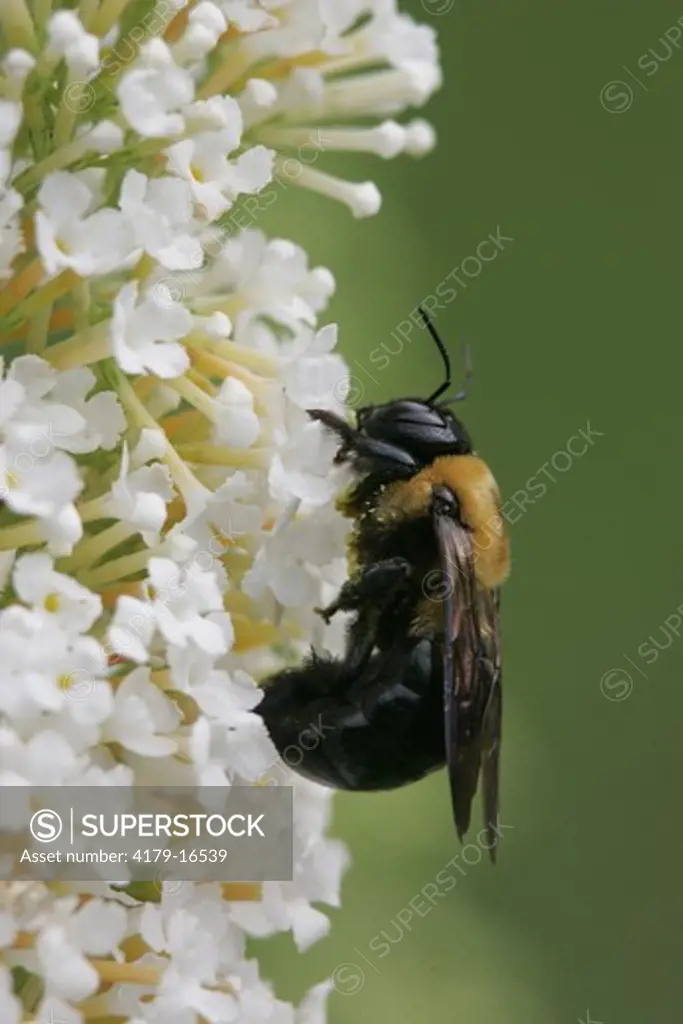 Carpenter Bee (Xylocopa) on butterfly bush nectaring, pollinating,  Philadelphia, PA