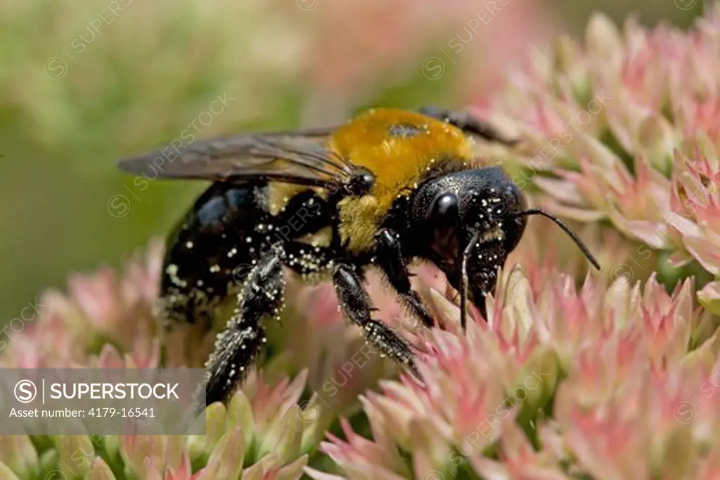 Bumble bee, Backyard; Philadelphia, PA