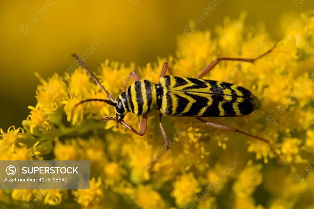 Locust Borer on Goldenrod (Megacyllene robiniae) grooming leg; polllinate; PA, Philadelphia