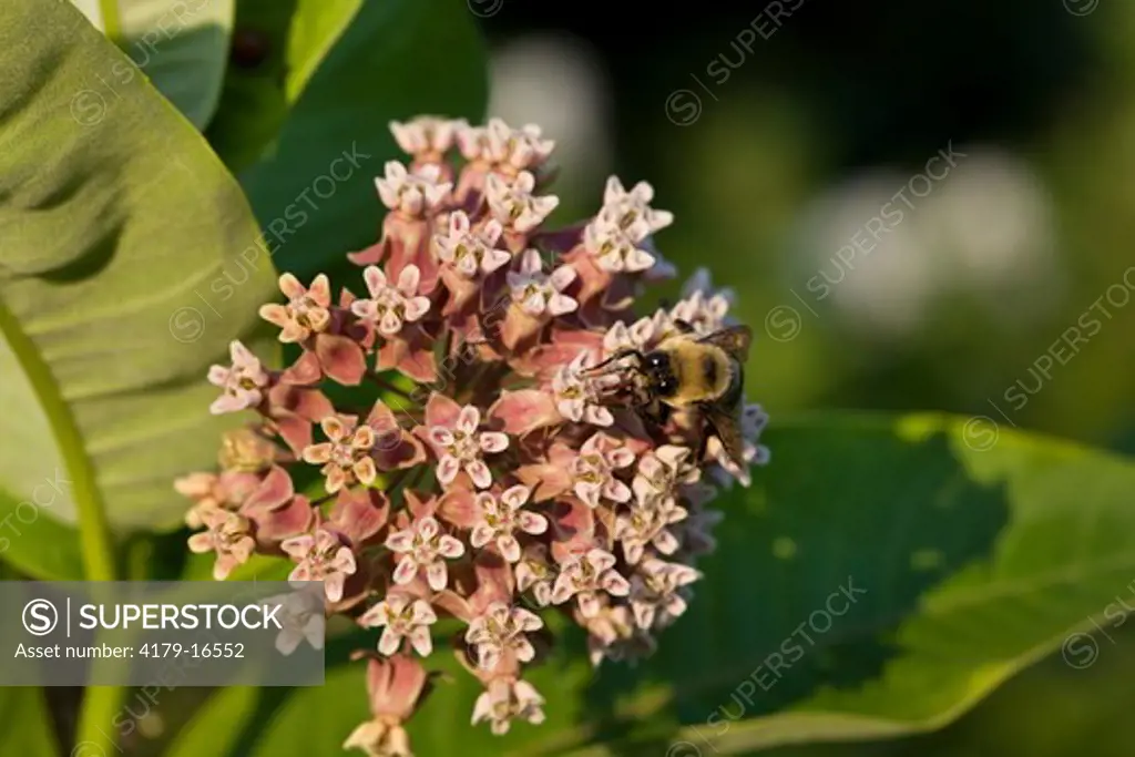 Bumblebee (Bombus sp.) on Milkweed Flowers (Asclepia tuberosa) PA, Philadelphia, Schuylkill Center for Environmental Education
