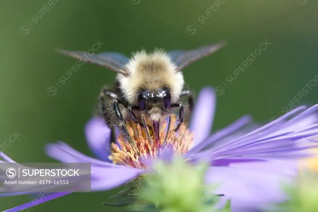 Bumble Bee (Bombus sp.) drinking on Nectar of Aster, PA, Philadelphia
