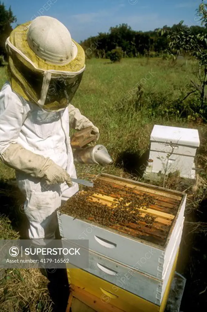 Beekeeper opening Hive Georgia