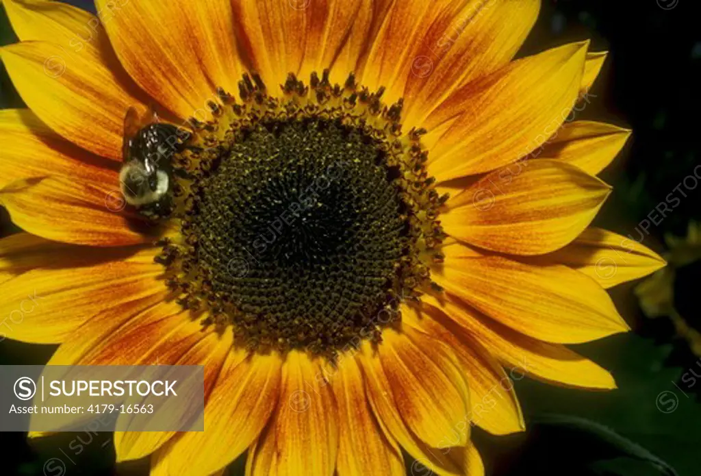 Honeybee on Sunflower, Georgia