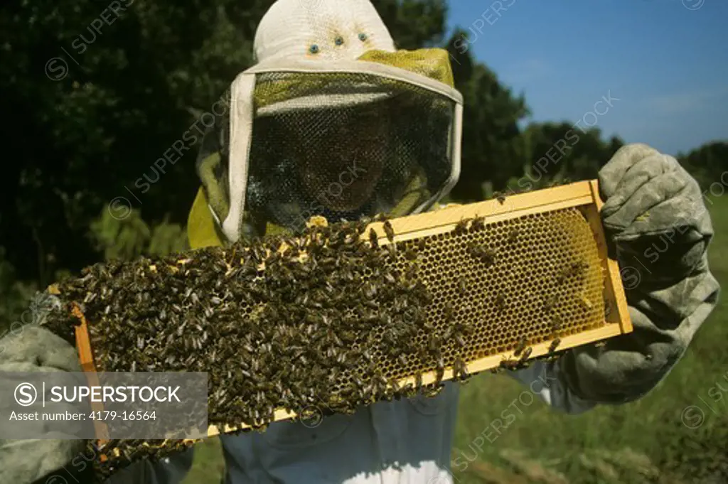 Beekeeper with Hive Frame, Honeycomb & Bees - Georgia