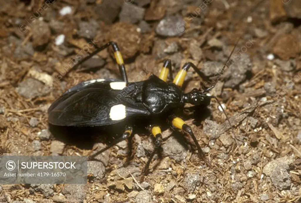 White-eyed Assasin Bug (IC) (Hemiptera: Reduviidae) African