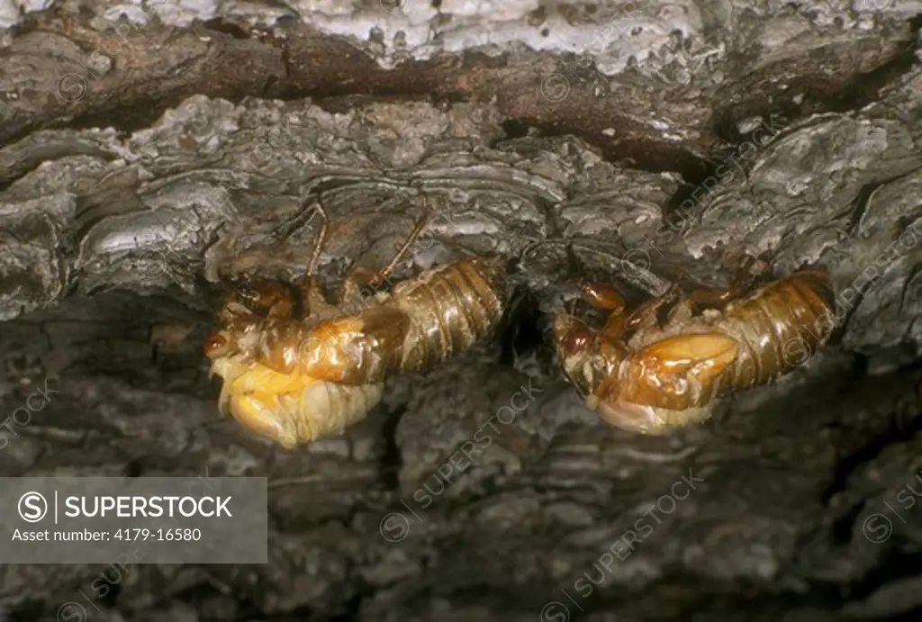 17 yr. or Periodical Cicada (Magicicada sp.) Nymphs shedding last skin
