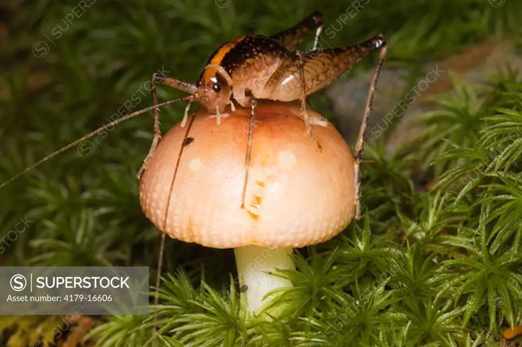Camel Cricket eating mushroom, Chimney Tops Trail, Great Smoky Mountains National Park, TN, Tennessee