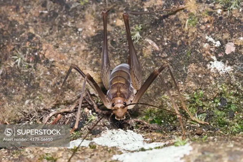 Camel Cricket, South Mountains Camp Ground, NC