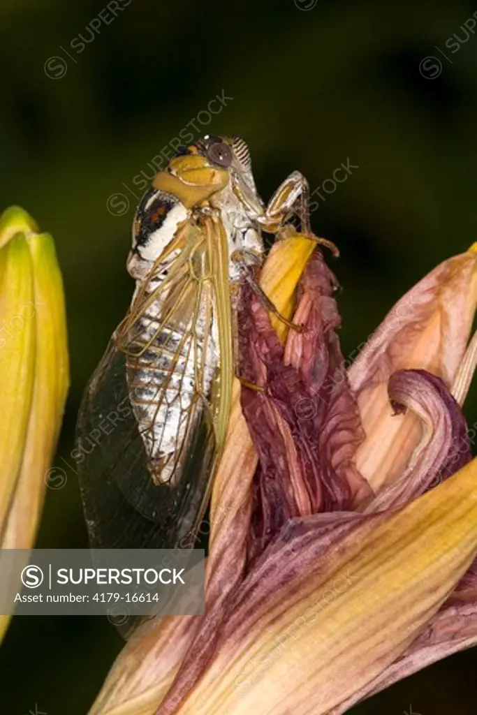 Grand Western 'Bush' Cicada (Tibicen dorsata) during mating season. Billings, MT