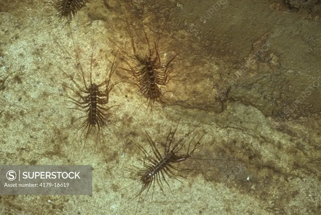 Cave Centipedes Gomantong Cave Borneo