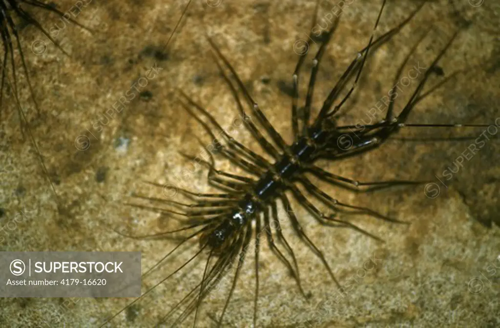 Cave Centipede - Borneo Gomantong Cave