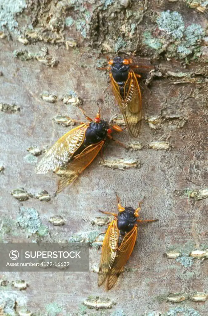 Three Cicadas on Tree Trunk, 2004 (Magicicada sp.), Dayton, OH