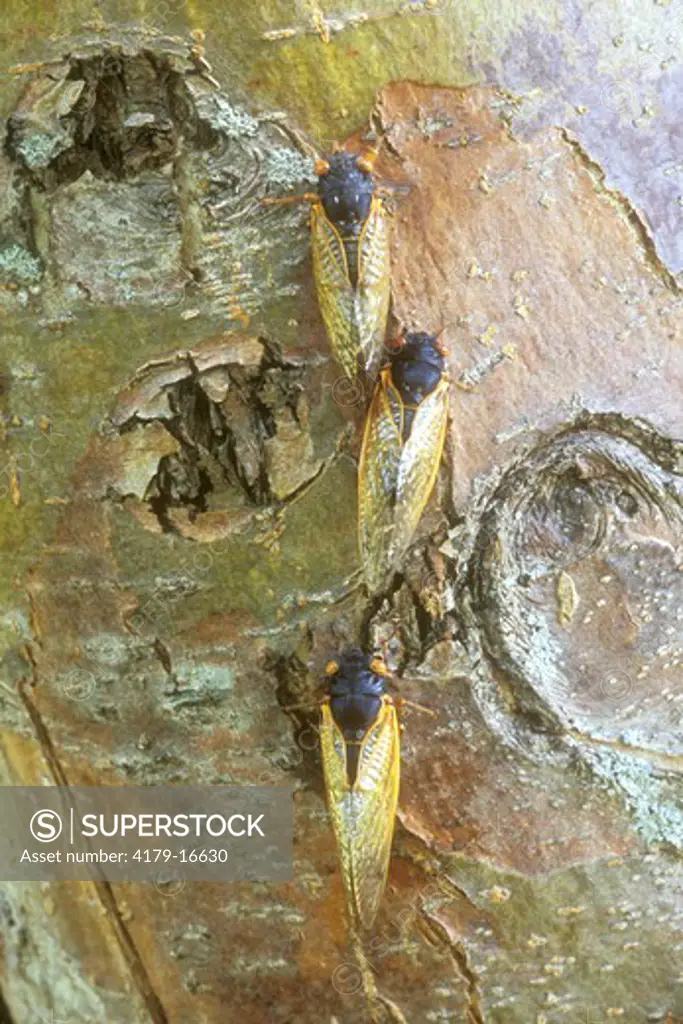 Three Cicadas on Tree Trunk, 2004 (Magicicada sp.), Dayton, OH