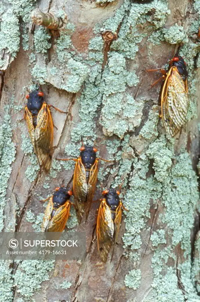 Five Cicadas on Lichen covered Tree Trunk, 2004 (Magicicada sp.), Dayton, OH