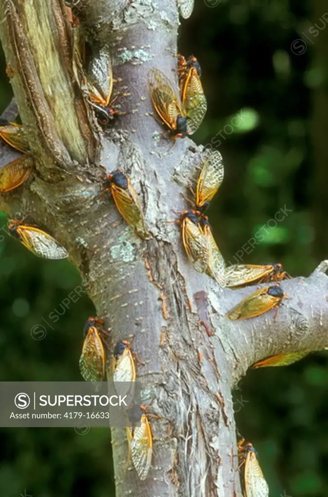 Many Cicadas on Tree Limbs, 2004 (Magicicada sp.), Dayton, OH