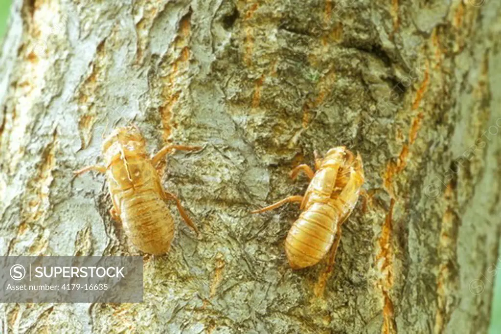 Many Cicada Exoskeletons on Tree Trunk, 2004 (Magicicada sp.), Dayton, OH