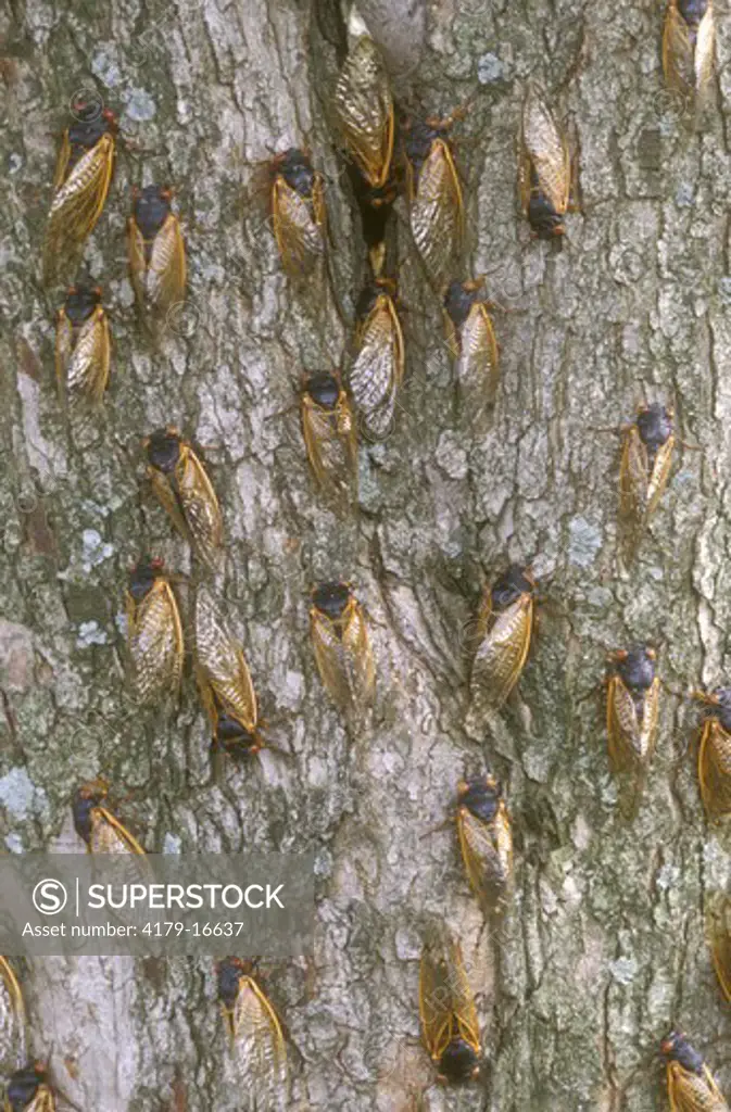 Cicadas on Tree Trunk (Magicicada sp.), Dayton, OH
