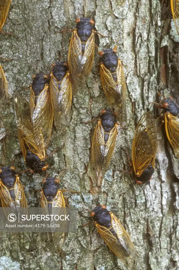Cicadas on Tree Trunk (Magicicada sp.), Dayton, OH