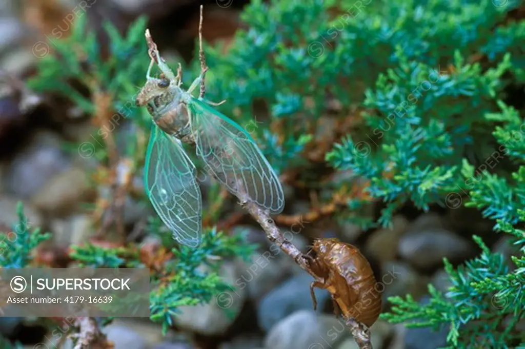 Ciocada and Nymphal Case (Cicada sp.), Dayton, OH