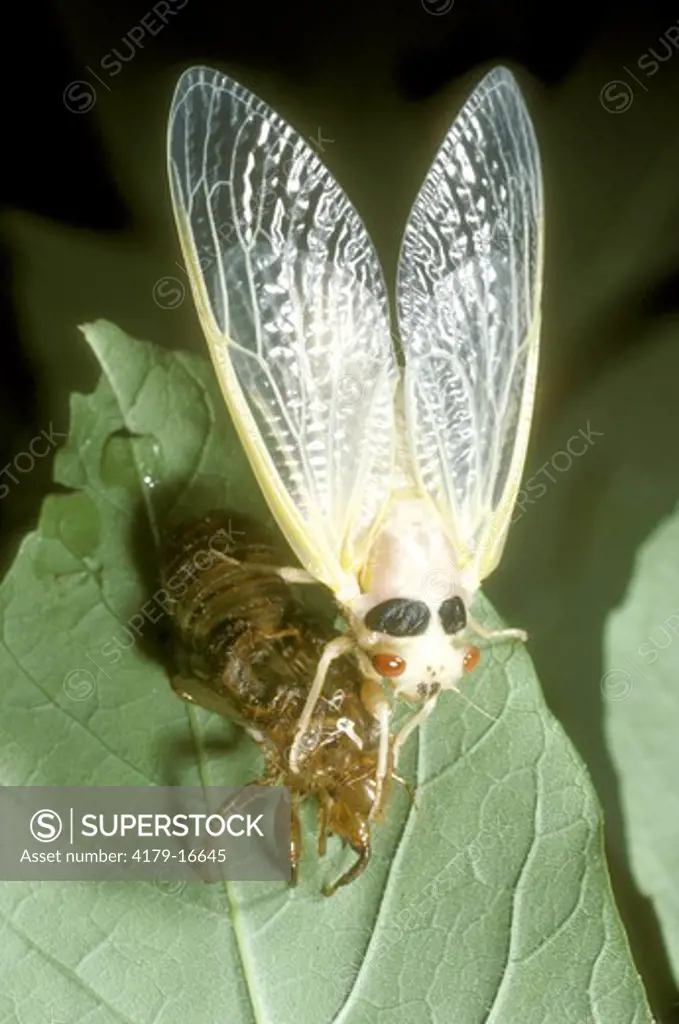 Periodic Cicada  (Magicicada) Pennsylvania