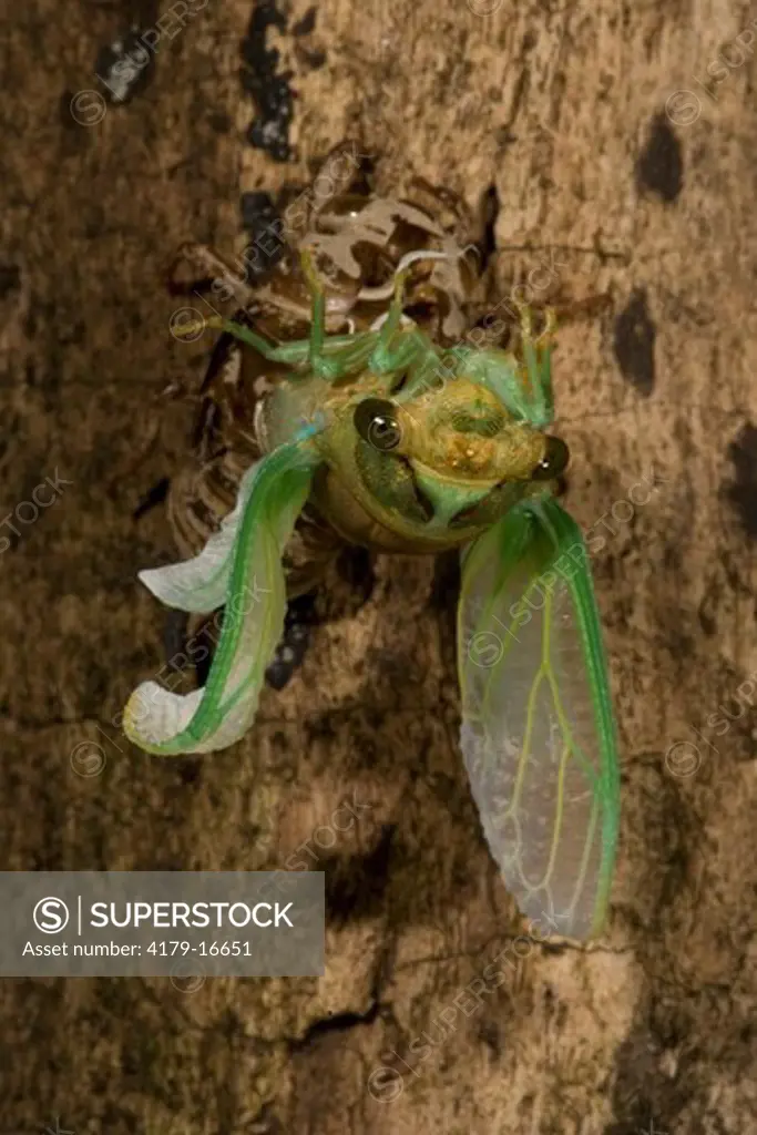 Annual Cicada (Tibicen dorsata) Eastern PA, USA