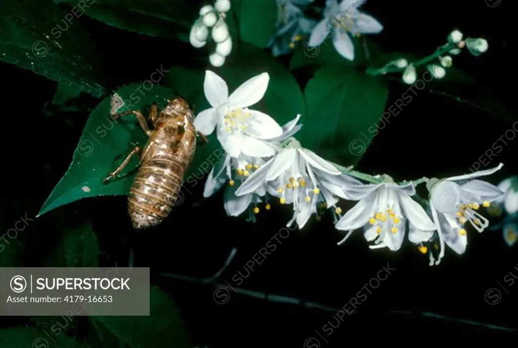 17 year Cicada nymphal skin (Magicacada septendecim) on Lemoine Deutzia - New Jersey