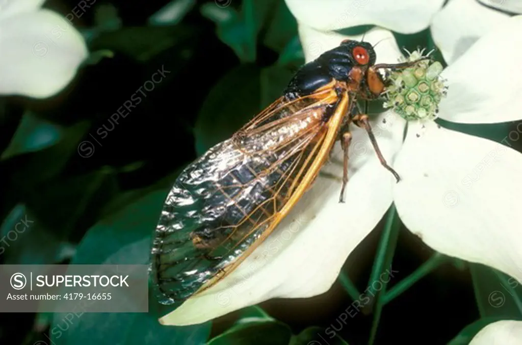 17 Year Cicada  (Magicicada septendecim) Princeton, New Jersey