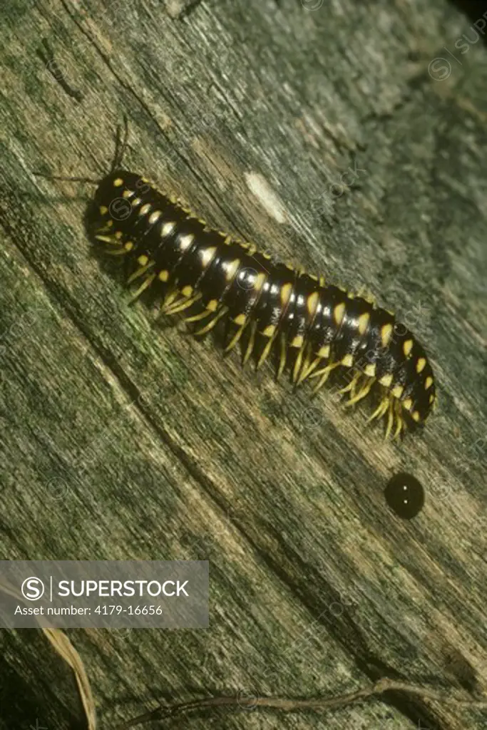 Centipede, Great Smoky Mtns. NP, TN