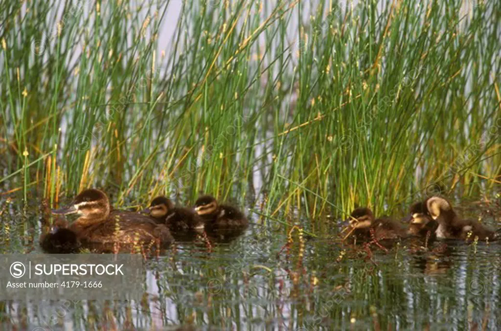 Ruddy Duck Hen w/ Ducklings (Oxyura jamaicensis) Arapaho NWR - Colorado