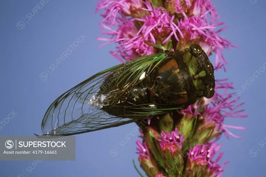 Dogday Cicada (Tibicen canicularis) on Blazing Star, New Jersey