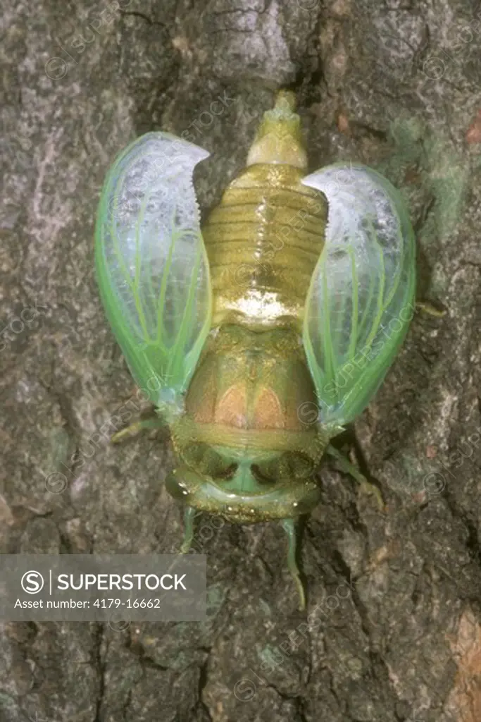 Dogday Cicada (Tibicen canicularis) newly hatched, wings unfolding, NJ
