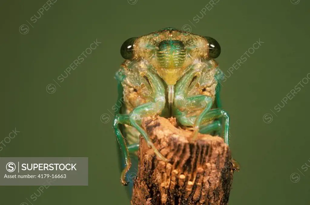 Dogday Cicada (Tibicen canicularis), NJ