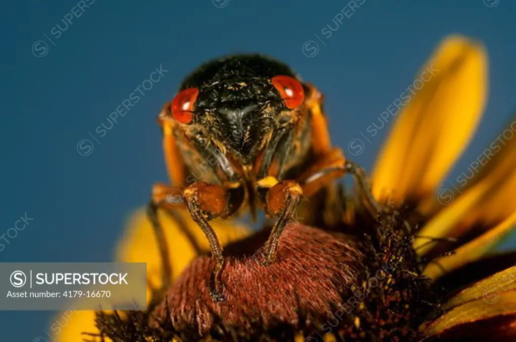 17 Year Cicada (Magicicada septendecim) on Black-eyed Susan, 2004, NJ