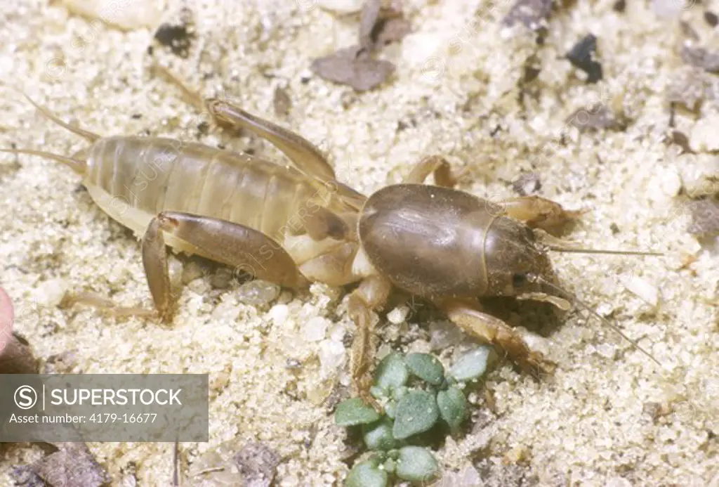 Mole Cricket (Gryllotalpa hexadactyla)