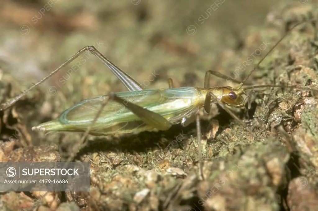 Tree Cricket Adult (Oecanthus sp.), Central NY
