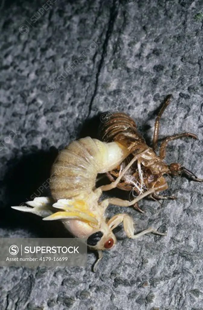 17-year Cicada, Metamorphosis, Bryn Mawr, PA