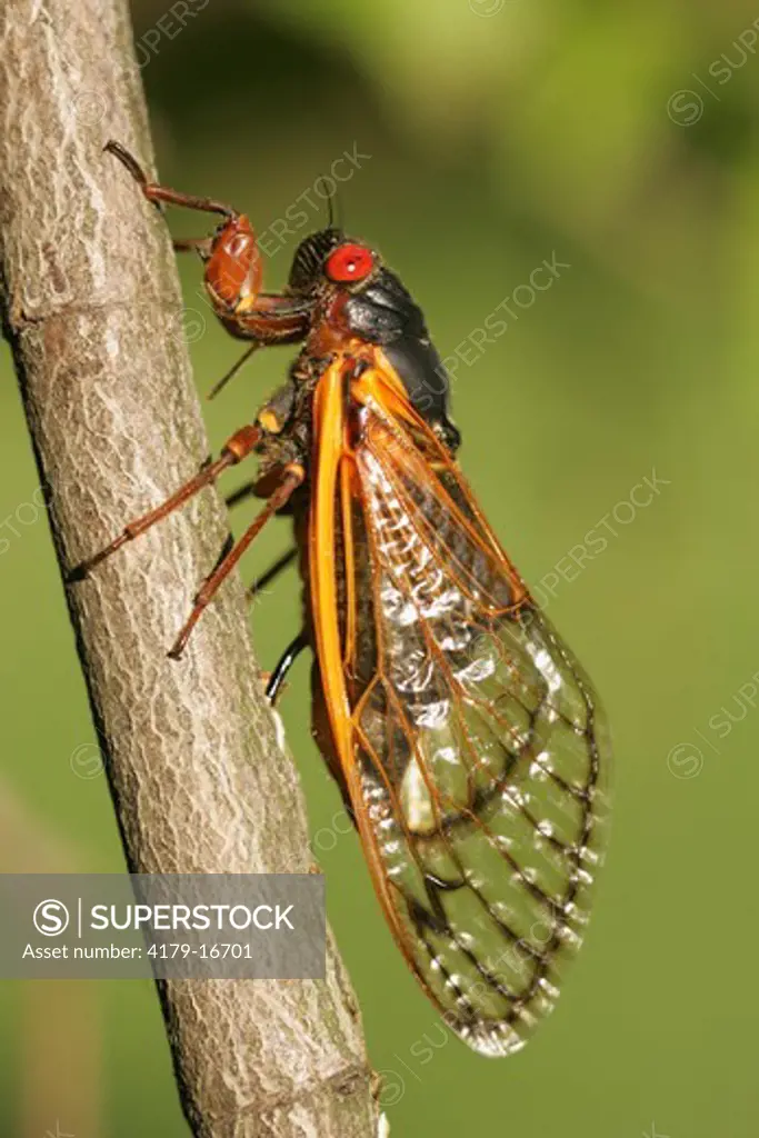 Periodical Cicada (Magicicada septimdecim) Laying eggs (ovipositing) Bryn Mawr, PA, USA   June 1
