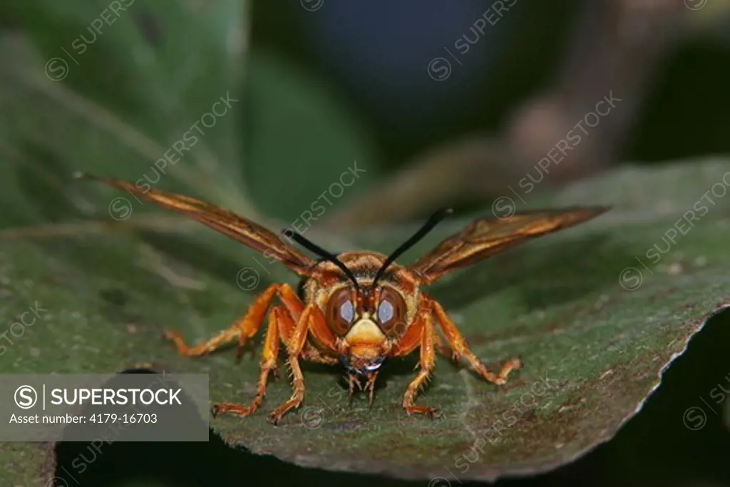 Cicada Killer (Sphecius speciosus) Cape May, NJ