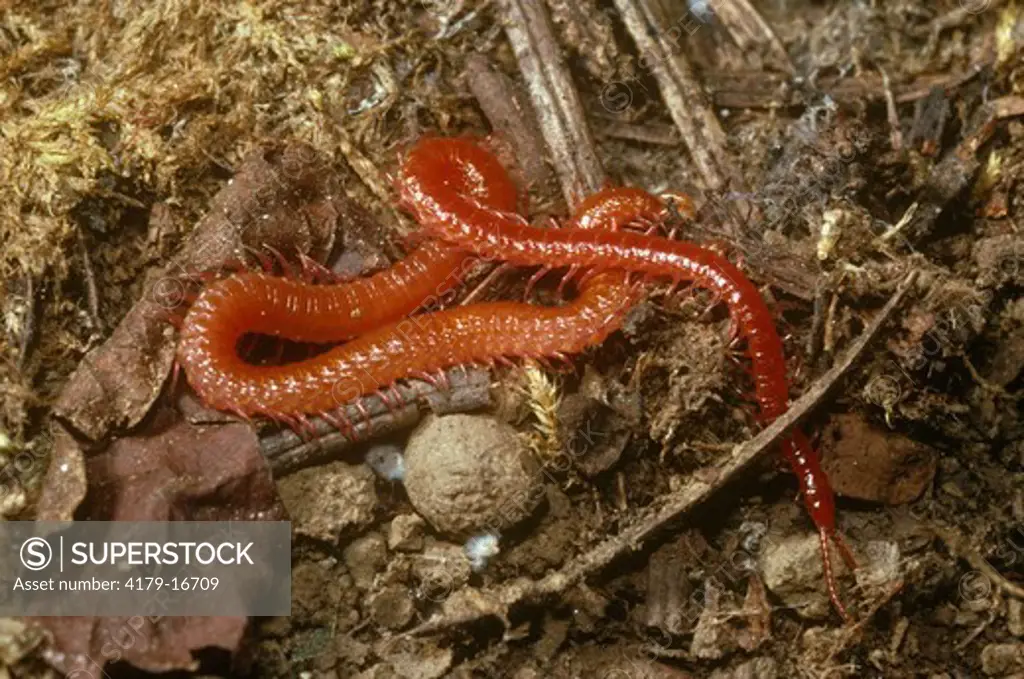 Centipede, Soil (Geoophilomorpha), Placer Co., CA