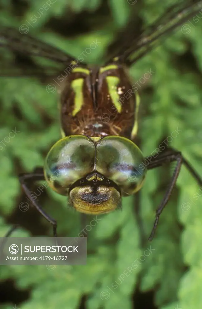 Darner Dragonfly Face, family: Aeshnidae