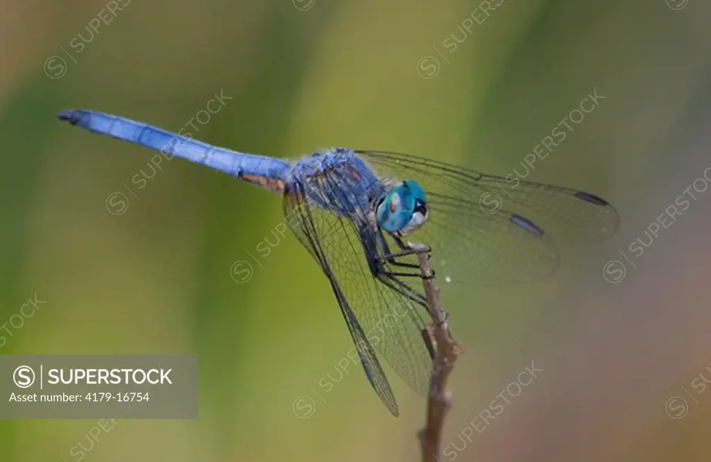 Blue dasher male (Pachydiplax longipennis), San Jacinto Wildlife Area, Riverside County, California